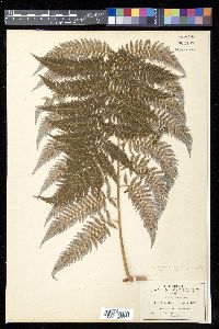 Lophosoria quadripinnata image