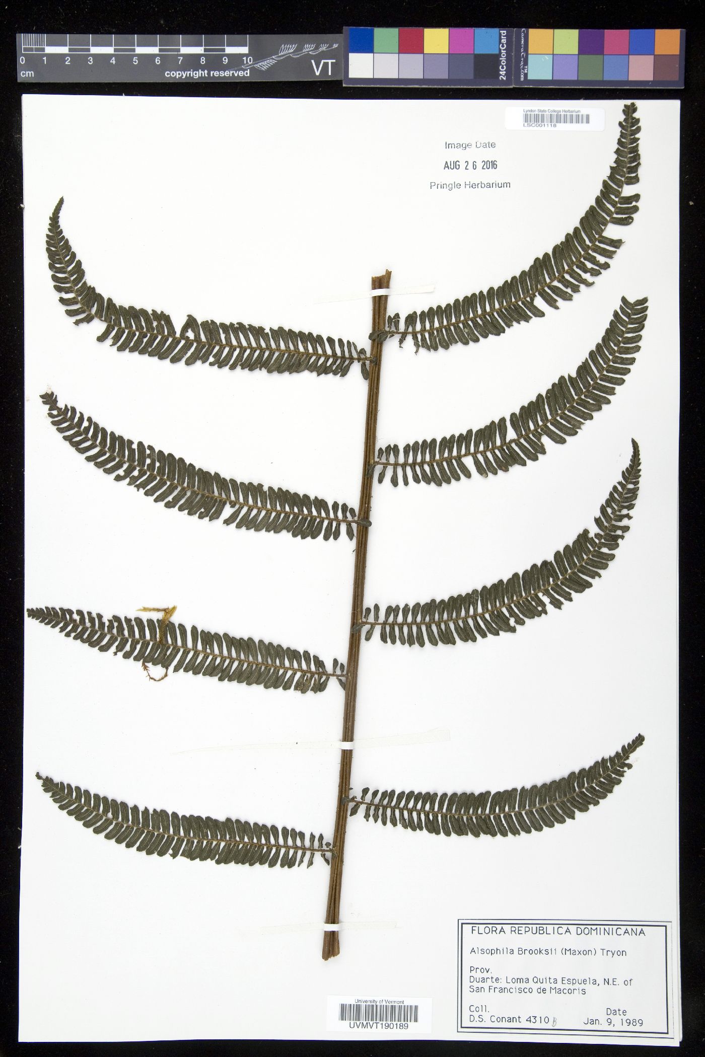 Alsophila brooksii image