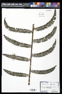 Alsophila brooksii image