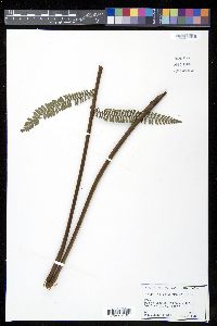 Alsophila brooksii image