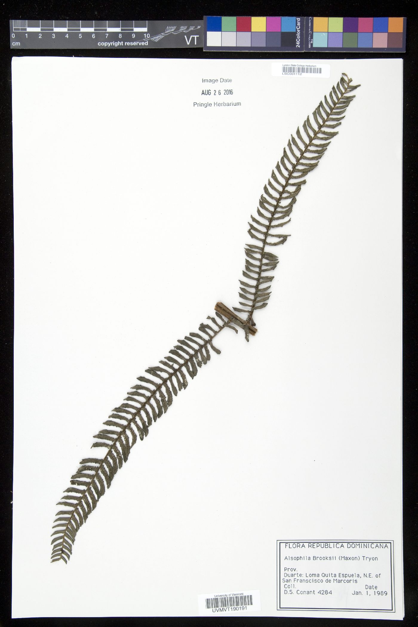Alsophila brooksii image