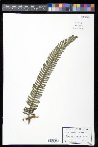 Alsophila brooksii image