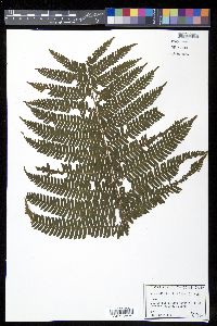 Cyathea abbottii image