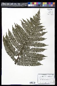 Cyathea abbottii image