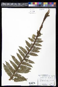 Cyathea abbottii image