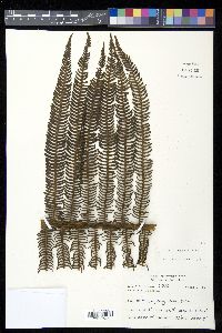 Alsophila bryophila image