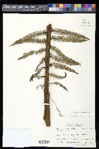 Alsophila bryophila image