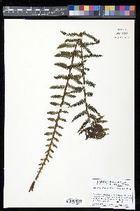 Alsophila dryopteroides image