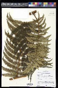 Media resource of Alsophila conantiana