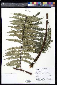 Alsophila erinacea image