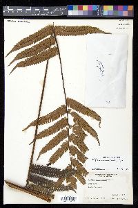 Alsophila erinacea image