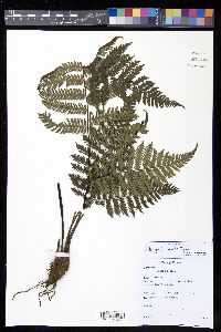 Cyathea elongata image