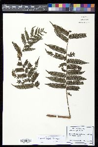 Cyathea elongata image