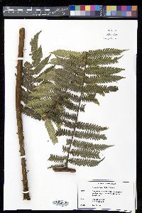 Alsophila firma image