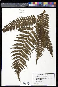 Alsophila firma image
