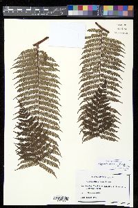 Alsophila firma image