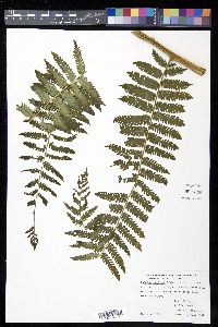 Cyathea godmanii image