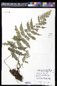 Alsophila firma image