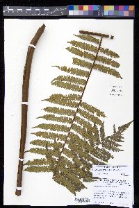 Alsophila firma image