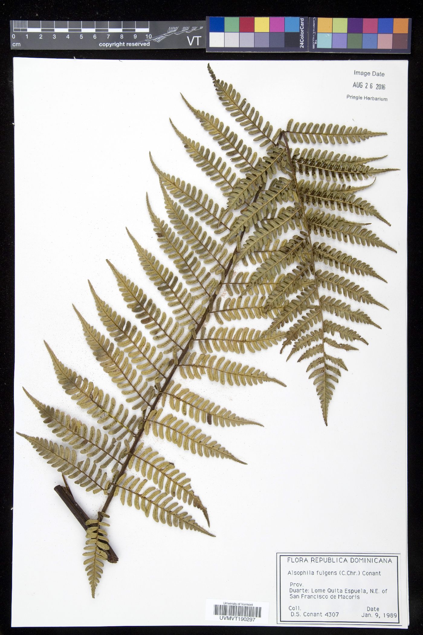 Cyathea fulgens image