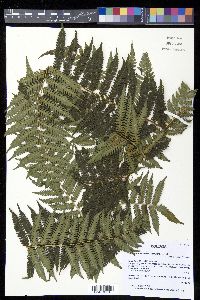 Alsophila incana image
