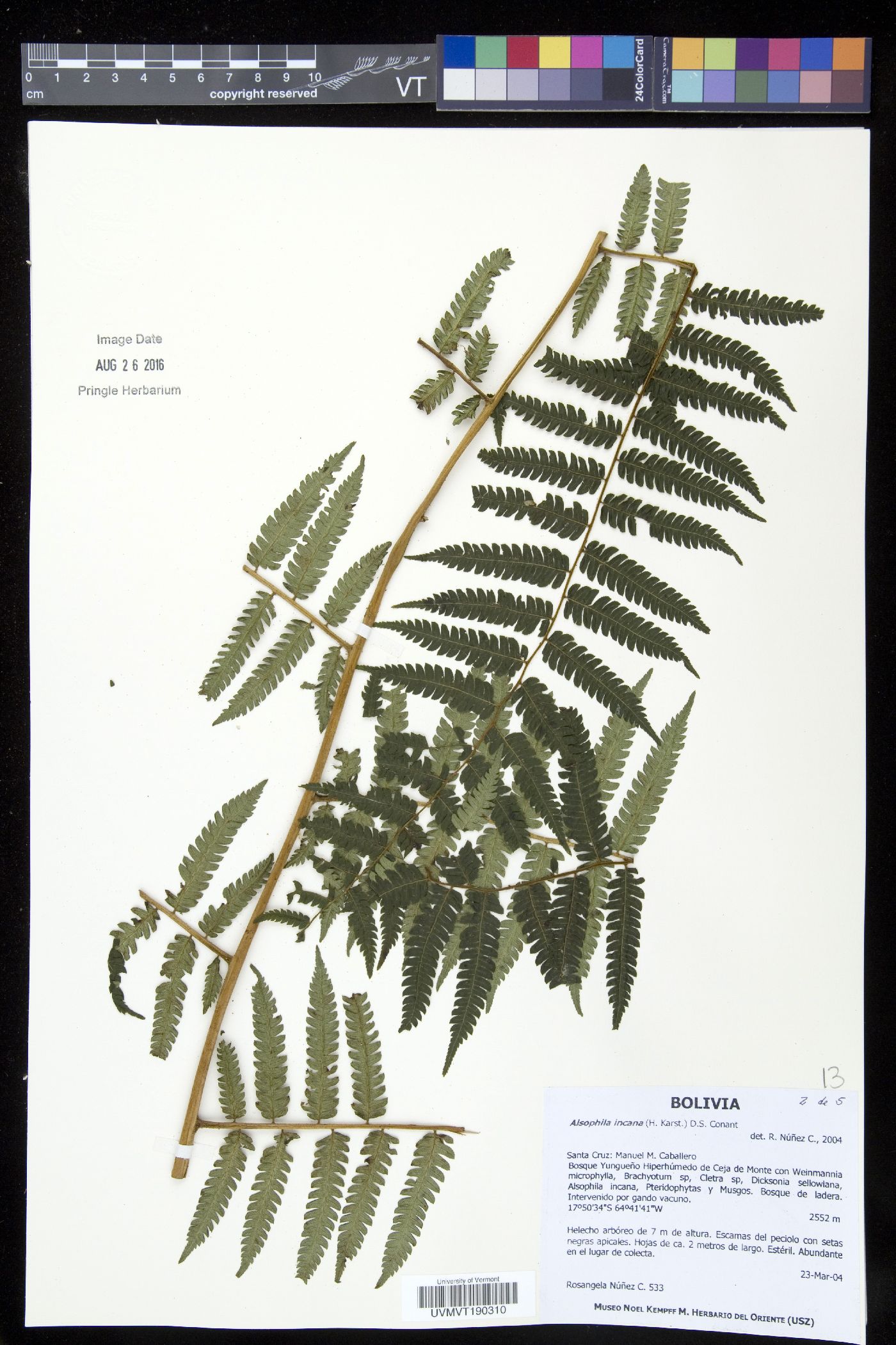 Alsophila incana image