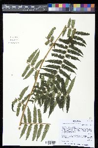 Alsophila incana image
