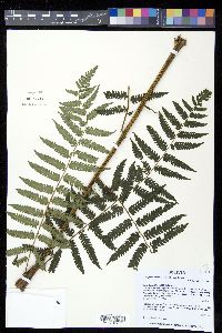Alsophila incana image