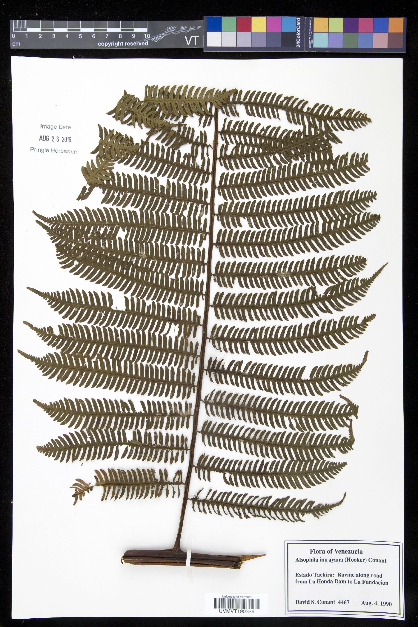 Alsophila imrayana image