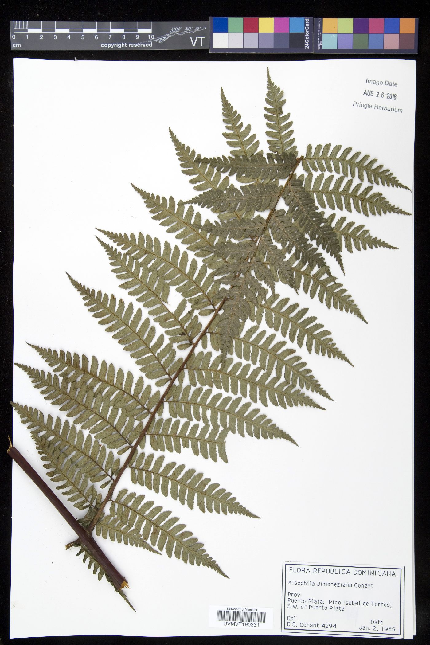 Cyathea crassa image