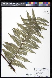 Cyathea crassa image