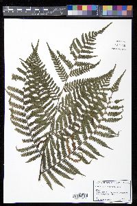 Cyathea crassa image