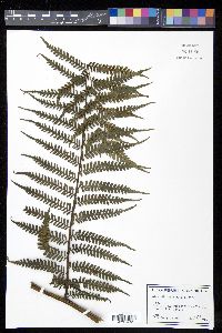 Cyathea crassa image