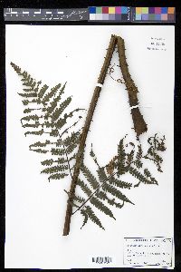 Cyathea crassa image