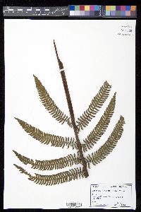 Cyathea minor image