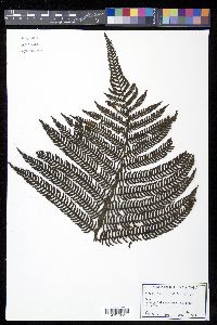 Cyathea minor image