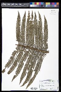 Cyathea minor image