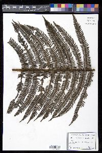 Cyathea minor image