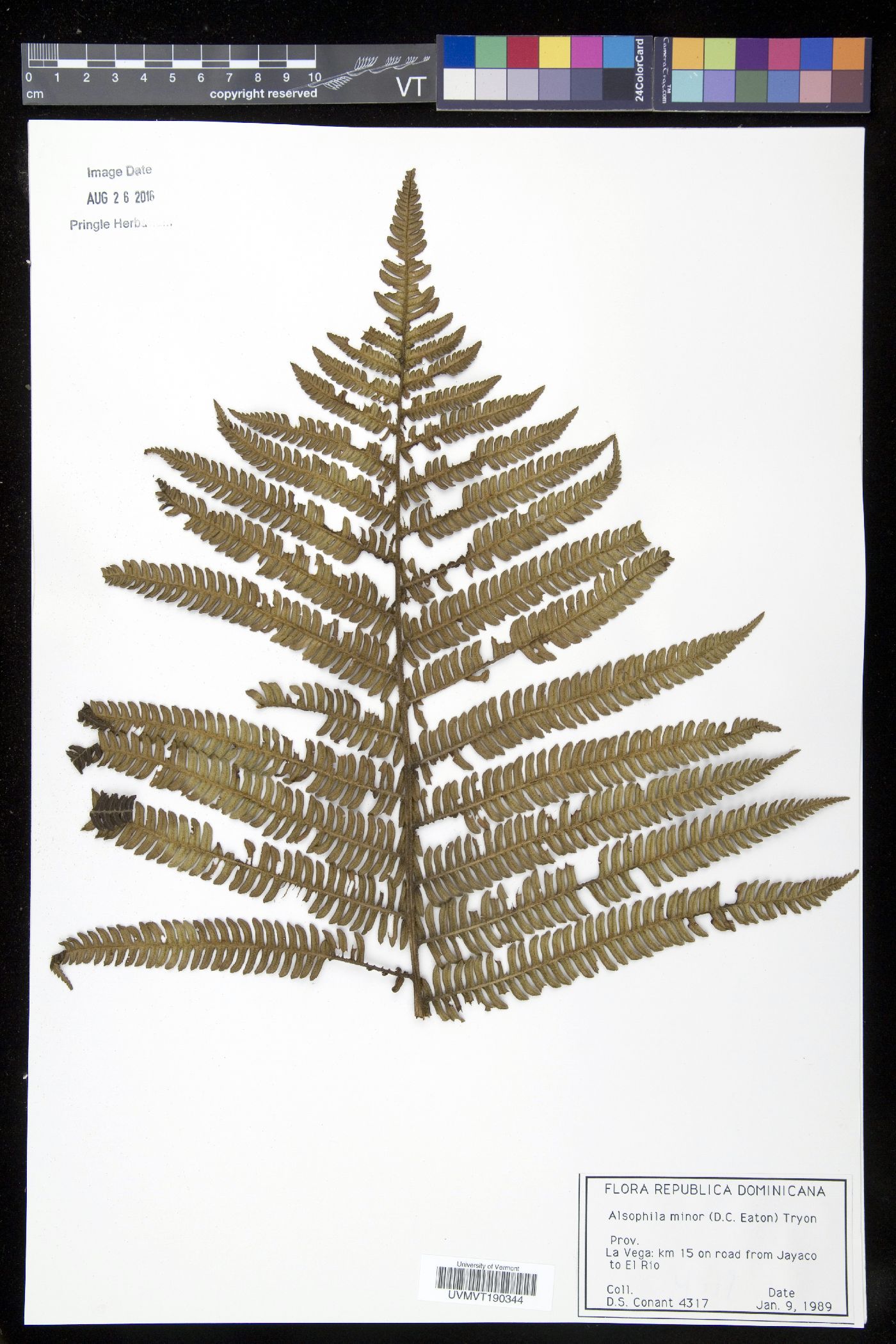 Cyathea minor image