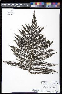 Cyathea minor image