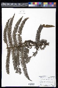 Cyathea minor image