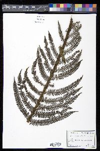 Cyathea minor image