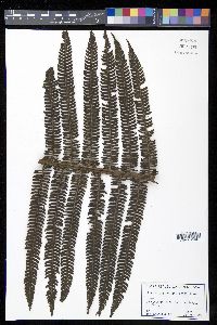 Cyathea minor image