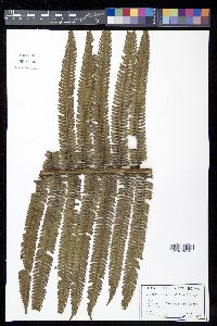Cyathea minor image