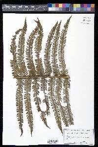 Cyathea minor image
