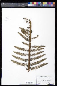 Cyathea minor image