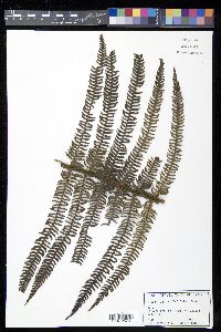 Cyathea minor image