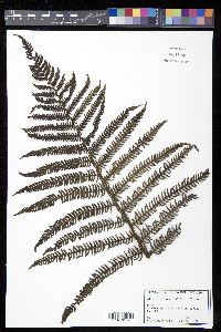 Cyathea minor image