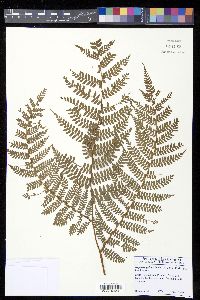 Alsophila polystichoides image