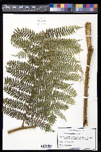 Alsophila polystichoides image